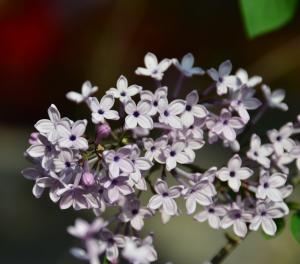 Lilac flowers