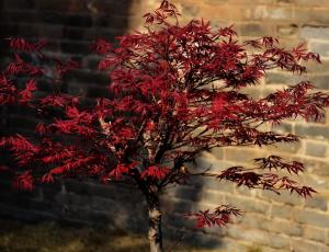 Fu Zuoying yard red maple