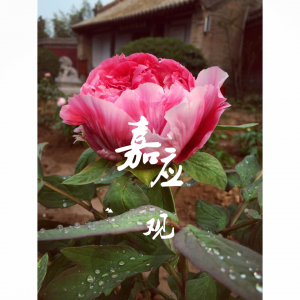 Jiaying Peony Flower