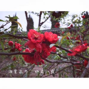 Begonia flowers