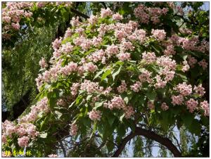 Jiaying catalpa tree