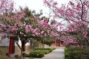 Plum blossom