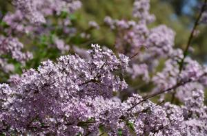 Yu Wangge of lilac flowers