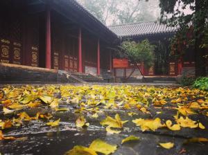 In the hall of the ginkgo