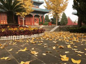 In the hall of the ginkgo