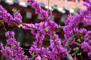 Bauhinia flower